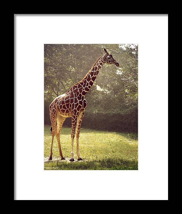 Grass Framed Print featuring the photograph Giraffe by Tas10