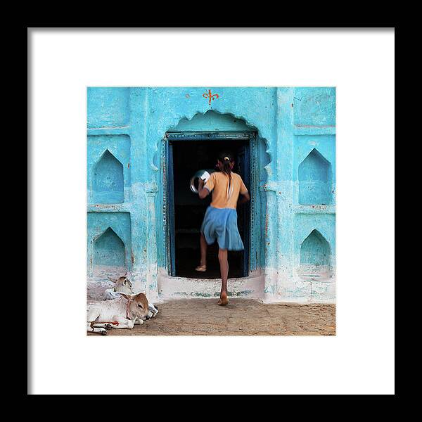 Child Framed Print featuring the photograph Girl And Two Calves In Front Of Blue by Marji Lang