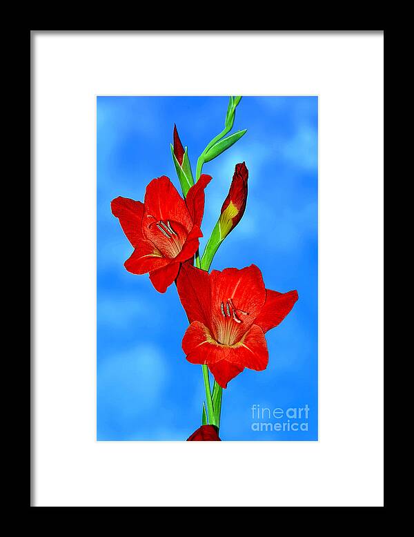 Gladioli In The Sky Framed Print featuring the photograph Gladioli in the Sky by Kaye Menner by Kaye Menner