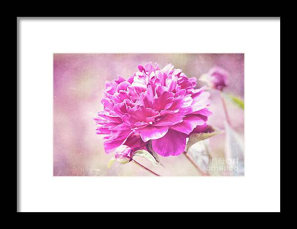 Pink Peony Framed Print featuring the photograph Glorious Pink Peony by Anita Pollak