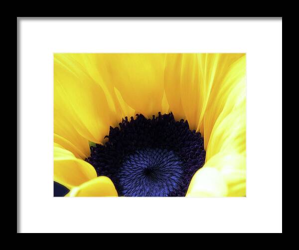Sunflower Framed Print featuring the photograph Glorious Sunflower Closeup by Johanna Hurmerinta