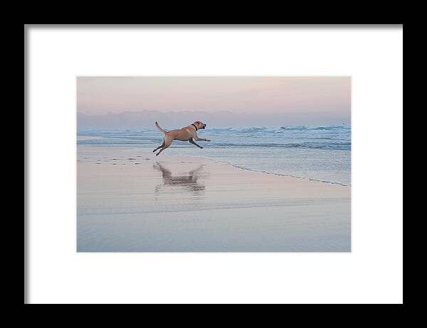 Animal Themes Framed Print featuring the photograph Go Fetch by Nadine Swart