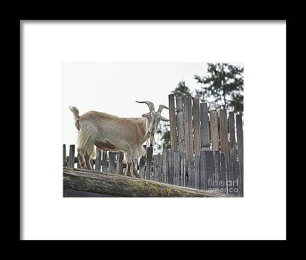 Goat Framed Print featuring the photograph Goat On The Roof by Vivian Martin