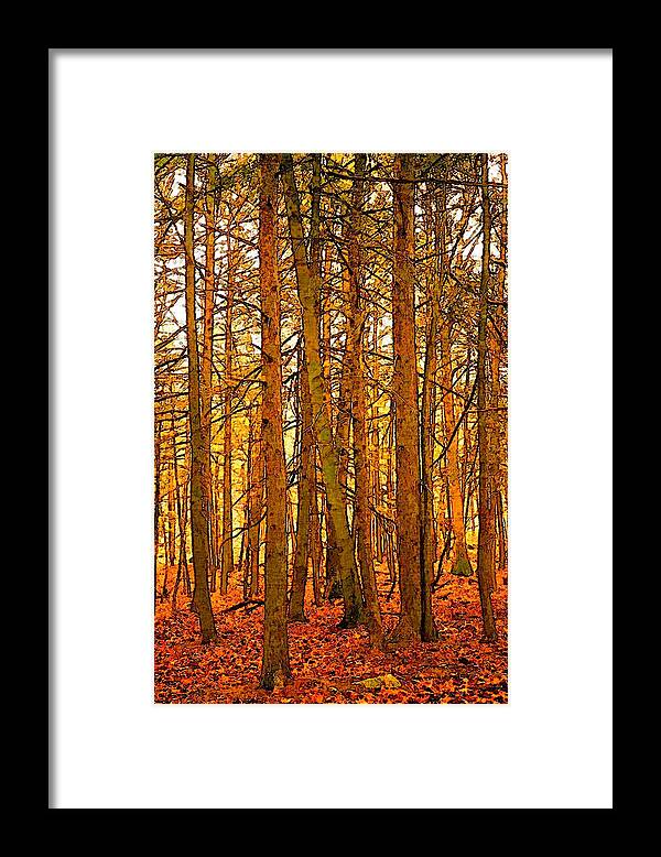 Tree Framed Print featuring the photograph Gold Forest by Robert Bissett