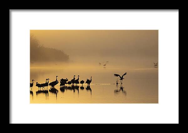 Wildlife Framed Print featuring the photograph Gold Morning by Azriel Yakubovitch