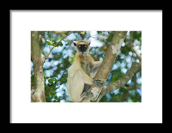 149228 Framed Print featuring the photograph Golden-crowned Sifaka Propithecus by Nhpa