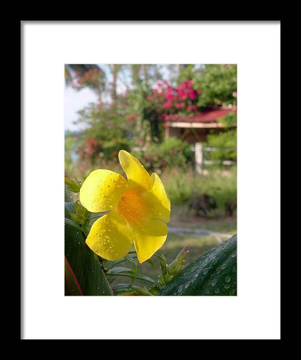 Yellow Framed Print featuring the photograph Golden Dew by Steven Robiner
