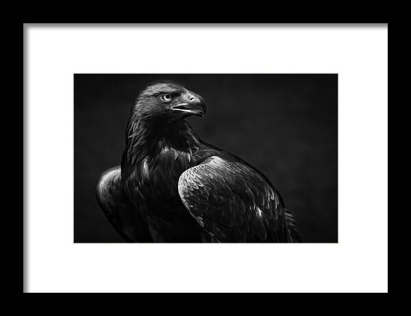 Eagle Framed Print featuring the photograph Golden Eagle by Andreas Krinke