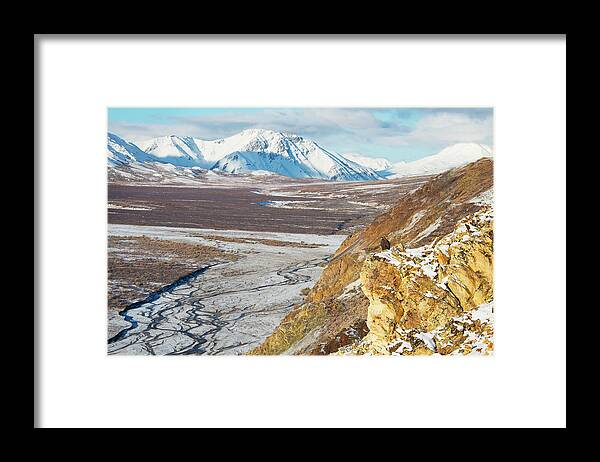 Alertness Framed Print featuring the photograph Golden Eagle Aquila Chrysaetos Sits On by Cathy Hart / Design Pics