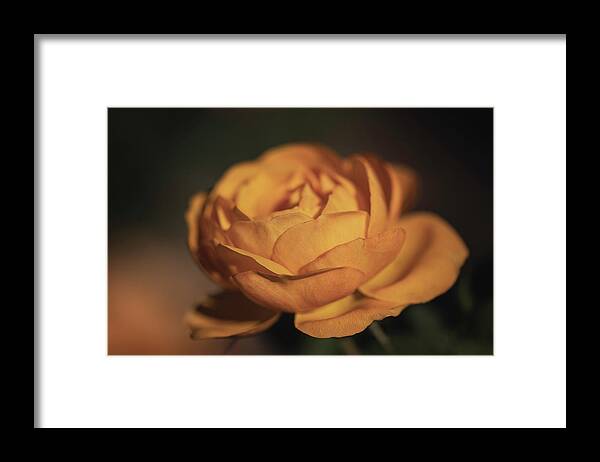 Flower Framed Print featuring the photograph Golden Hour Goddess by TL Wilson Photography by Teresa Wilson
