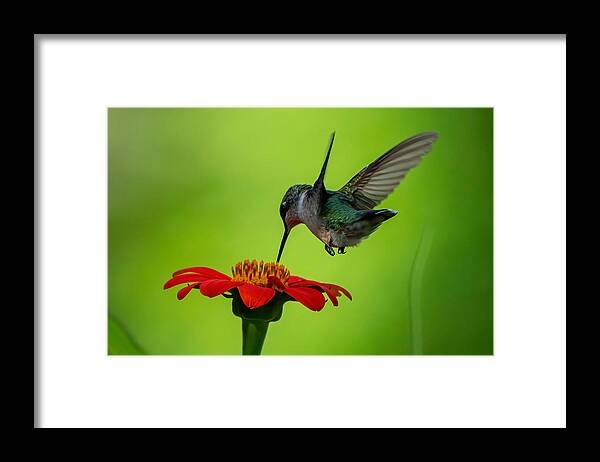 Hummingbird Golden Hour Framed Print featuring the photograph Golden Hour by Ken Ou