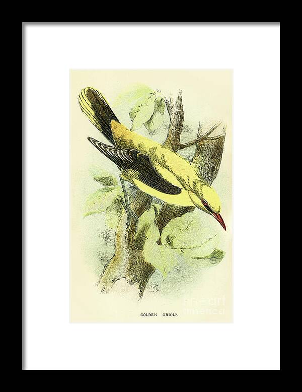 Engraving Framed Print featuring the digital art Golden Oriole Engraving 1896 by Thepalmer