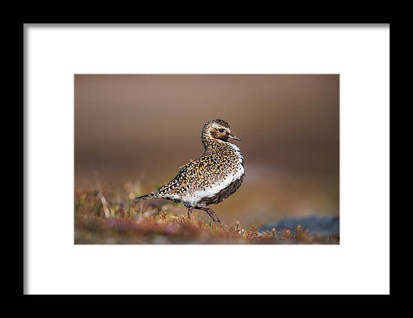 Ljungpipare Framed Print featuring the photograph Golden Plover Showing Off by Magnus Renmyr