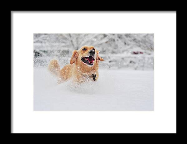 Pets Framed Print featuring the photograph Golden Retriever Dog Running On Fresh by Maya Karkalicheva