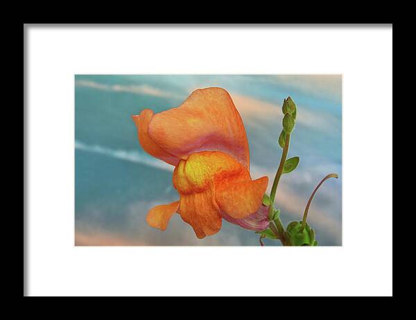 Snapdragon Framed Print featuring the photograph Golden Snapdragon by Terence Davis