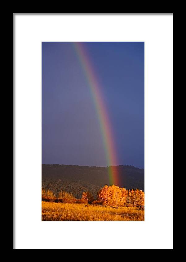 Rainbow Framed Print featuring the photograph Golden Tree Rainbow by Tom Gresham