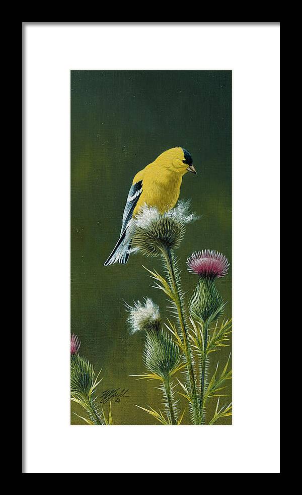 A Goldfinch Sitting On Thistle Framed Print featuring the painting Goldfinch On Thistle by Wilhelm Goebel