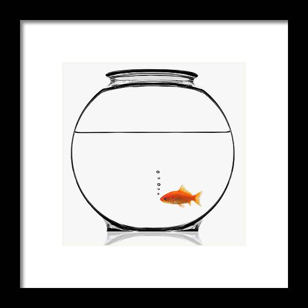 White Background Framed Print featuring the photograph Goldfish In Bowl by Mike Kemp