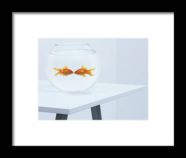 Pets Framed Print featuring the photograph Goldfish Kissing In Fishbowl by Adam Gault