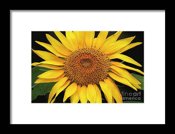 Sunflower Framed Print featuring the photograph Good Morning Sunshine by Joan Bertucci