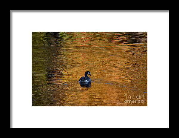 Geese Framed Print featuring the photograph Goose Swimming In Autumn Colors by Dani McEvoy