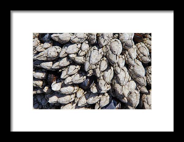 Cobble Beach Framed Print featuring the photograph Gooseneck barnacles by Steve Estvanik