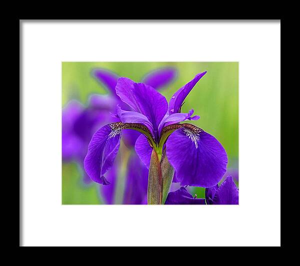 Original Art Framed Print featuring the photograph Gorgeous Irises by Susan Rydberg