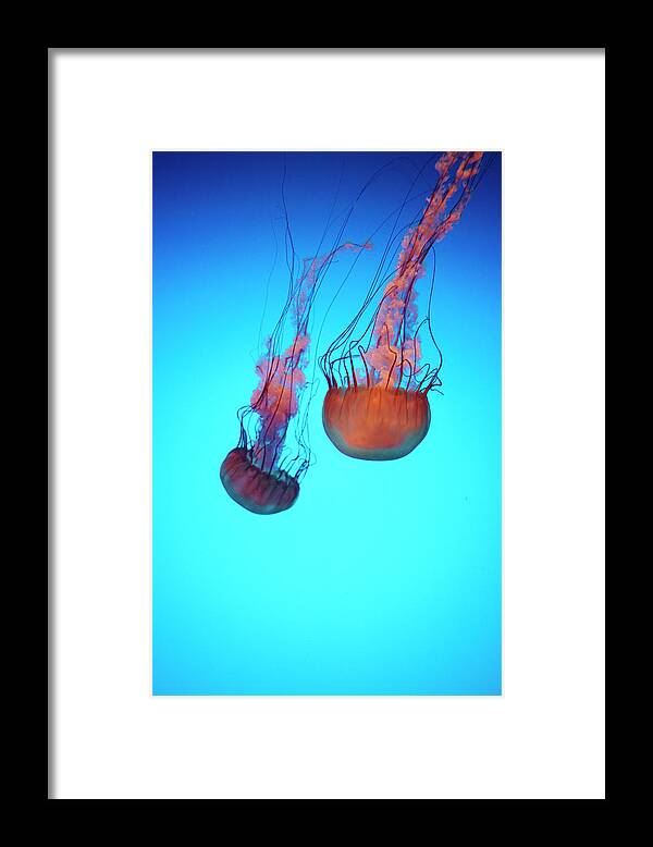Tranquility Framed Print featuring the photograph Gorgeous Jellyfish Swim In Caribbean by Dana Hoff