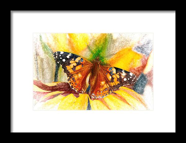 Cosmopolitan Framed Print featuring the photograph Gorgeous Painted Lady Butterfly by Don Northup