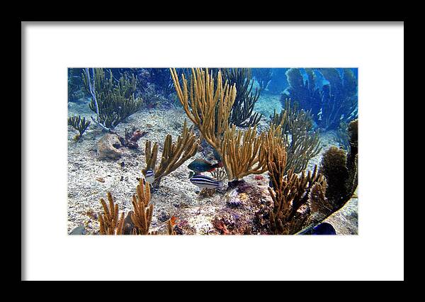 Gorgonian Coral Framed Print featuring the photograph Gorgonian Parrotfish by Climate Change VI - Sales