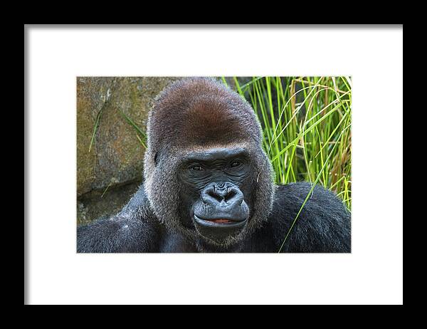 Gorilla Hz 17 1 Framed Print featuring the photograph Gorilla Hz 17 1 by Robert Michaud