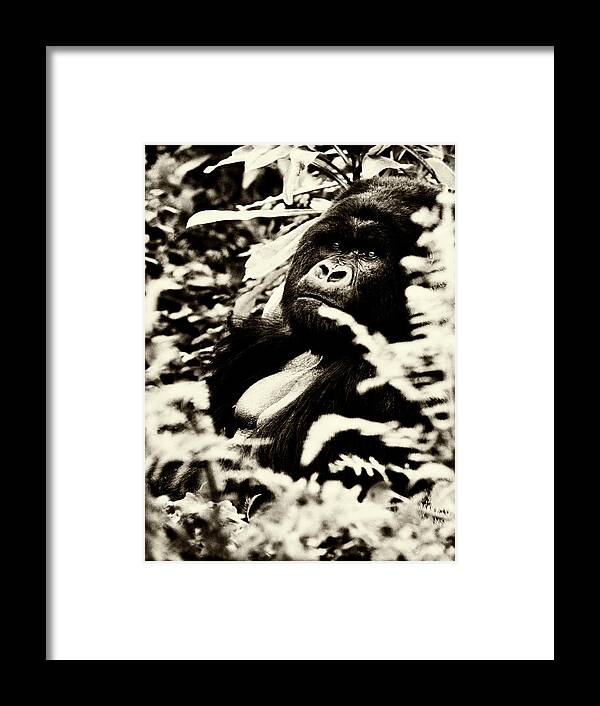 Gorilla Framed Print featuring the photograph Gorilla by Niassa Lion Project