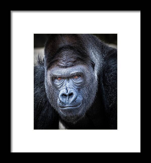 Gorillas Framed Print featuring the photograph Gorrilla by Robert Bellomy