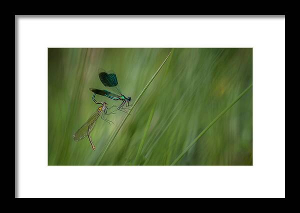 Banded Framed Print featuring the photograph Got You by Daan De Vos