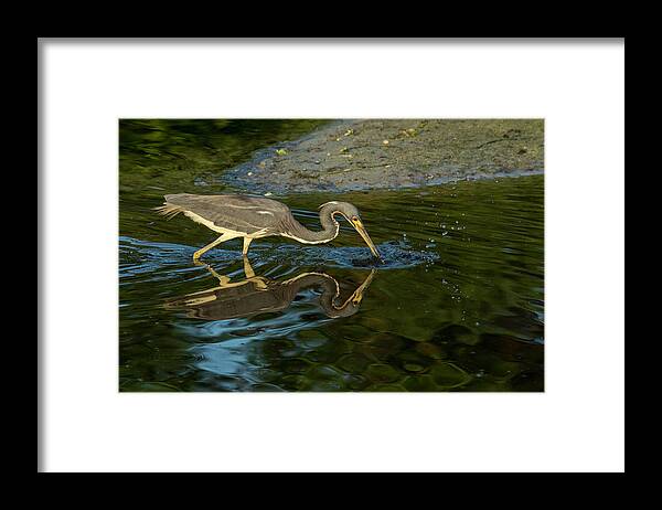 Birds Framed Print featuring the photograph Gotcha by Donald Brown