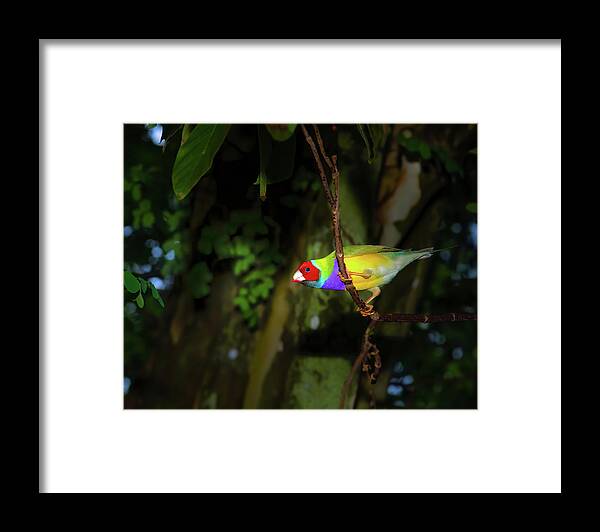 Gouldian Finch Framed Print featuring the photograph Gouldian Finch by Mark Andrew Thomas