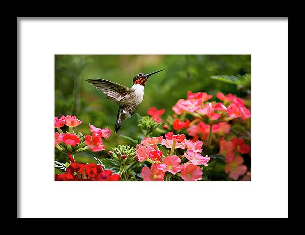 Hummingbird Framed Print featuring the photograph Graceful Garden Jewel by Christina Rollo