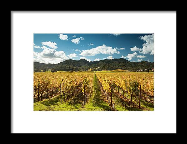 Sonoma County Framed Print featuring the photograph Grapes On A Winery Vine by Pgiam
