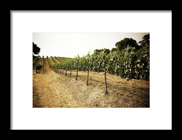 Pinot Noir Grape Framed Print featuring the photograph Grapes On The Vine. Paso Robles by Licreate