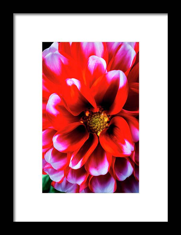 White Framed Print featuring the photograph Graphic Red White Dahlia by Garry Gay