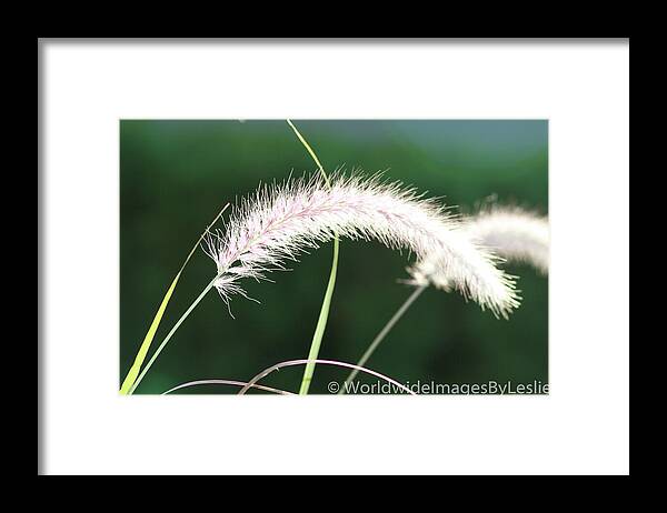 Gardens Framed Print featuring the photograph Grass in Sunlight by Leslie Struxness