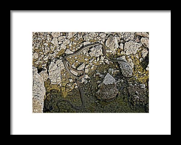Grass Snakes Framed Print featuring the photograph Grass snakes on rocks by Martin Smith