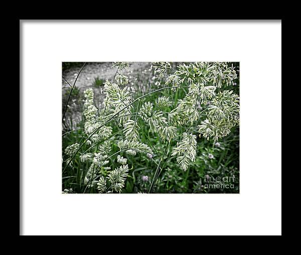 Grass Framed Print featuring the digital art Green Grasses in Bloom by Dee Flouton