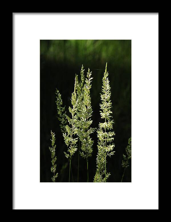  Framed Print featuring the photograph Grasses by Susie Rieple