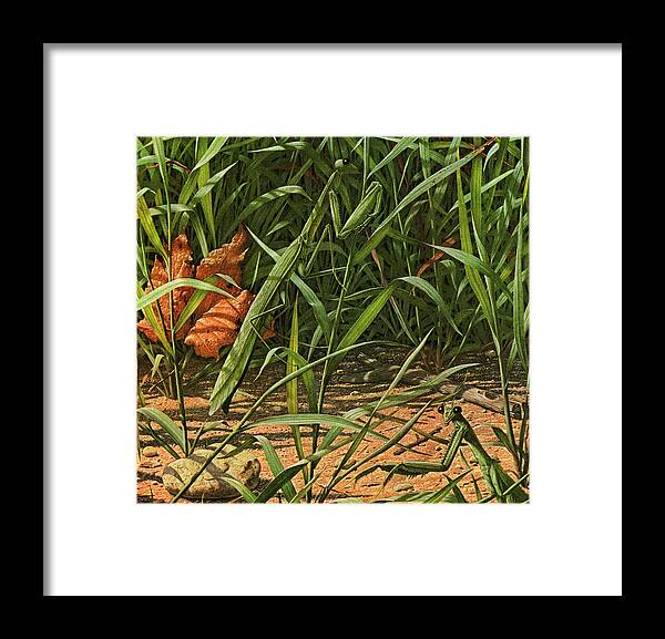 Animal Framed Print featuring the drawing Grasshoppers in Grass by CSA Images