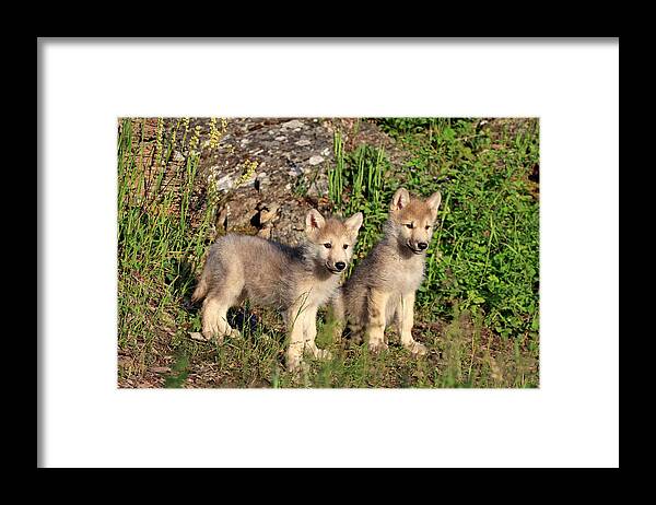 Grass Framed Print featuring the photograph Gray Wolf by Tier Und Naturfotografie J Und C Sohns