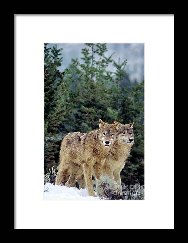 Dave Welling Framed Print featuring the photograph Gray Wolves In A Montana Winter by Dave Welling