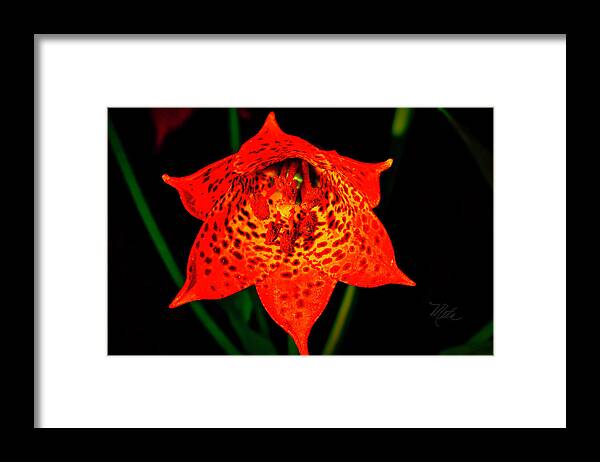 Macro Photography Framed Print featuring the photograph Grays Lily Closeup by Meta Gatschenberger