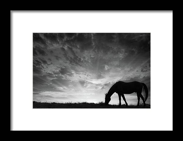 Horses Framed Print featuring the photograph Grazing at Sunset by Rick Redman