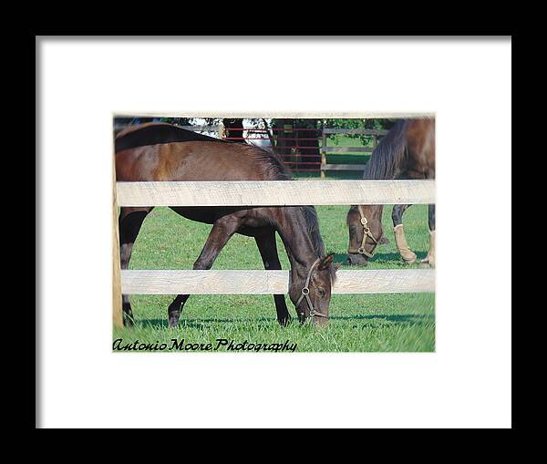Horse Framed Print featuring the photograph Grazing Beauty by Antonio Moore